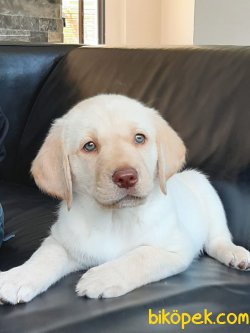 White Labrador Retriever Yavrulari 1