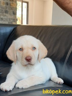 White Labrador Retriever Yavrulari 3