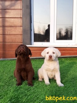 WHITE LABRADOR RETRİEVER YAVRULARI 4