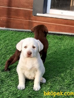 Whıte  Labrador Yavruları 3