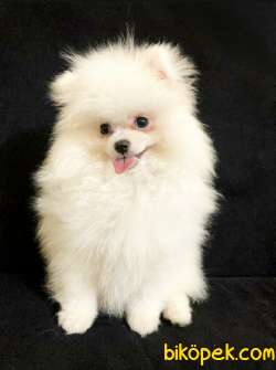 White Pomeranian Boo 2