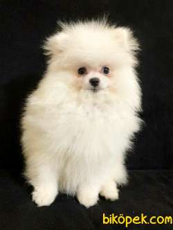 White Pomeranian Boo 1