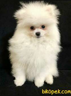 White Pomeranian Boo 4