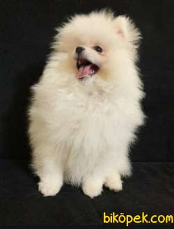 White Pomeranian Boo 5