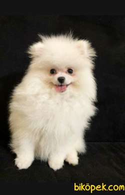White Pomeranian Boo 3