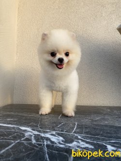 White Teddy Bear Pomeranian Boo 12 Aylık Eğitimli 1