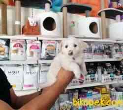 White Terier 1