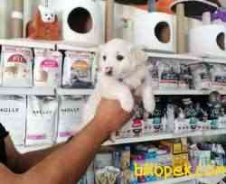 White Terier 3