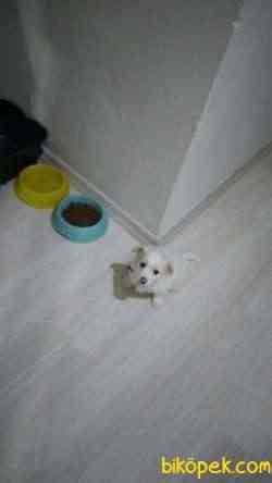 White Terier 2
