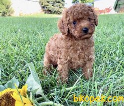 X SMALL N TOY POODLE BEBEKLER 2
