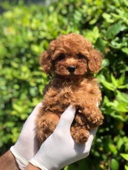 X Small Toy Poodle 3