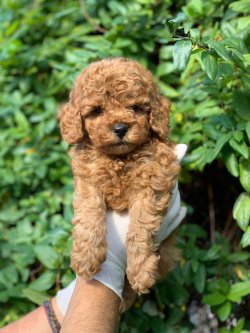 X Small Toy Poodle 1