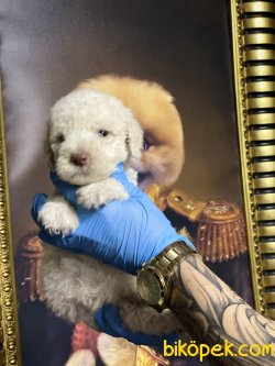 Xs Apricot Poodle Bebeğimiz 3