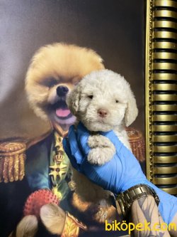 Xs Apricot Poodle Bebeğimiz 2