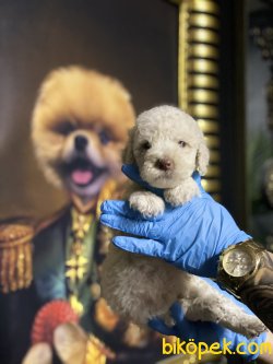 Xs Apricot Poodle Bebeğimiz 1