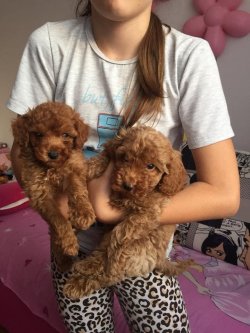 XS APRİCOT VE RED TOY POODLE RED VE DARK RED YAVRULAR 1