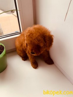 XS APRİCOT VE RED TOY POODLE RED VE DARK RED YAVRULAR 3