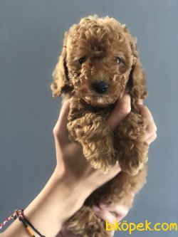 XS DARK RED POODLE YAVRULARIMIZ 2