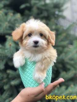 Xs Gold Morkie Yavrumuz 1