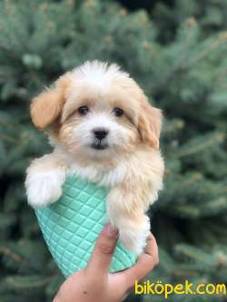 Xs Gold Morkie Yavrumuz 4