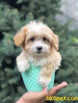 Xs Gold Morkie Yavrumuz 3