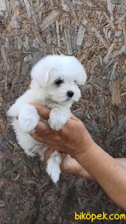 Xs Maltese Terrier Bebeklerimiz Orjinal 0 Numara 2