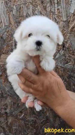 Xs Maltese Terrier Bebeklerimiz Orjinal 0 Numara 1
