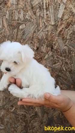 Xs Maltese Terrier Bebeklerimiz Orjinal 0 Numara 3