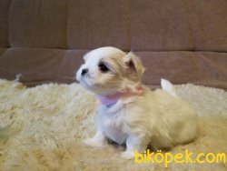 Xs Maltese Terrier Bebeklerimiz Orjinal Antialerjik 1