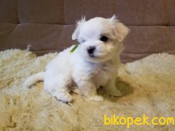 Xs Maltese Terrier Bebeklerimiz Orjinal Antialerjik 2