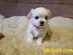 Xs Maltese Terrier Bebeklerimiz Orjinal Antialerjik 3