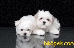 Xs Maltese Terrier Bebeklerimiz Tüy Dökmeyen Orjinal Yavrular 4