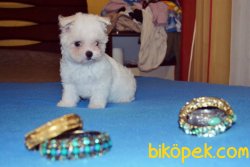 Xs Maltese Terrier Bebeklerimiz  Tüy Dökmeyen Yavrular 4