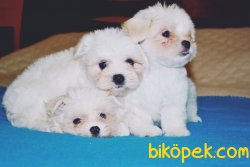 Xs Maltese Terrier Bebeklerimiz  Tüy Dökmeyen Yavrular 1