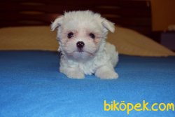 Xs Maltese Terrier Bebeklerimiz  Tüy Dökmeyen Yavrular 2