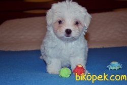 Xs Maltese Terrier Bebeklerimiz  Tüy Dökmeyen Yavrular 3