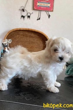 Xs Maltese Terrier Orjinal Yavrular 2