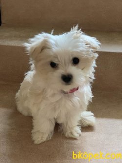 Xs Maltese Terrier Tüy Dökmeyen Bebeklermiz 2