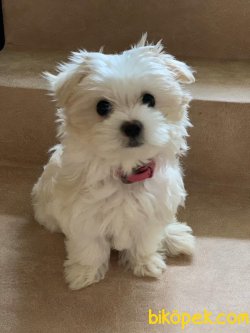 Xs Maltese Terrier Tüy Dökmeyen Bebeklermiz 1