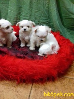 Xs Maltese Terrier Tüy Dökmeyen Bebeklermiz 3