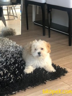 Xs Maltipoo Bebeğimiz Orjinal Tuvalet Eğitimli 3