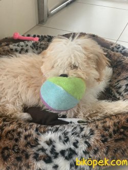 Xs Maltipoo Bebeğimiz Orjinal Tuvalet Eğitimli 2
