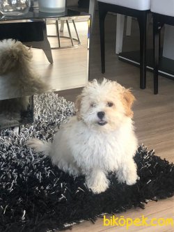 Xs Maltipoo Bebeğimiz Orjinal Tuvalet Eğitimli 1