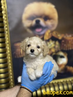 Xs Maltipoo Bebeklerimiz Orjinal Tüy Dökmeyen 2