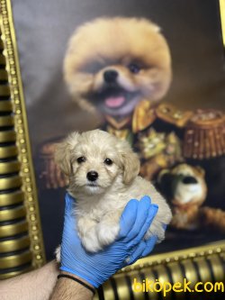Xs Maltipoo Bebeklerimiz Orjinal Tüy Dökmeyen 3
