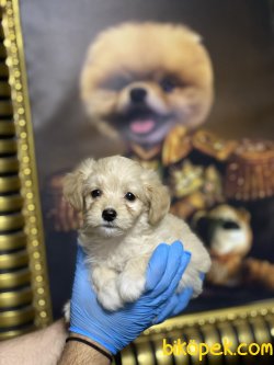 Xs Maltipoo Bebeklerimiz Orjinal Tüy Dökmeyen 1