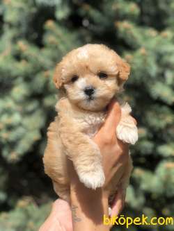 Xs Maltipoo Yavrularımız 1