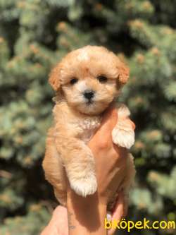 Xs Maltipoo Yavrularımız 2