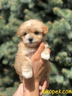 Xs Maltipoo Yavrularımız 3