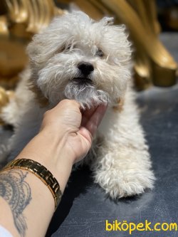 Xs Maltipoo Yavrularımız Orjinal Tuvalet Eğitmli 4